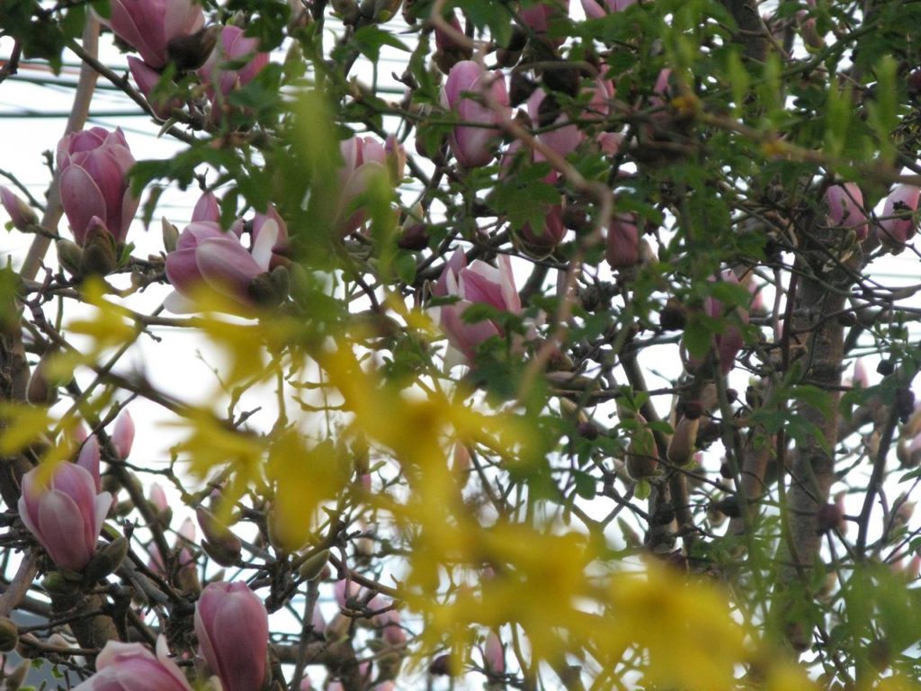 Grădină: forsythia şi magnolia