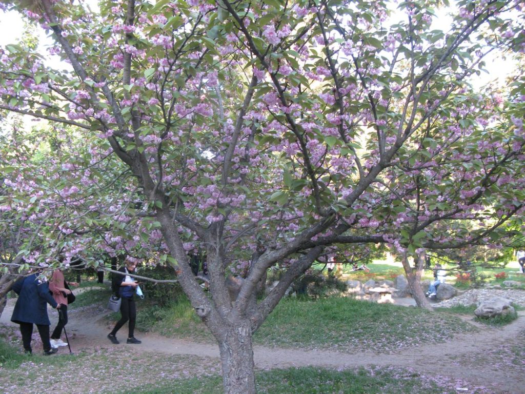 Mai, luna florilor: cireşi înfloriţi din Grădina Japoneză