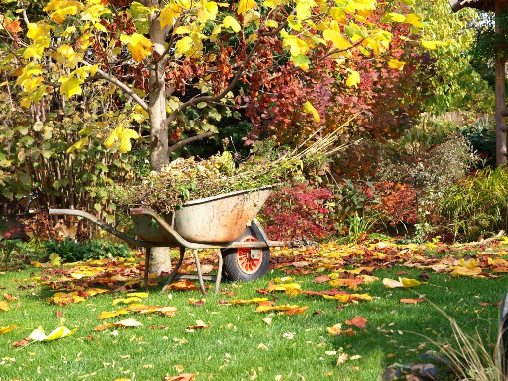 Lucrări de toamnă în noiembrie pentru grădinarul amator