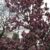 Magnoliile au înflorit mai devreme
