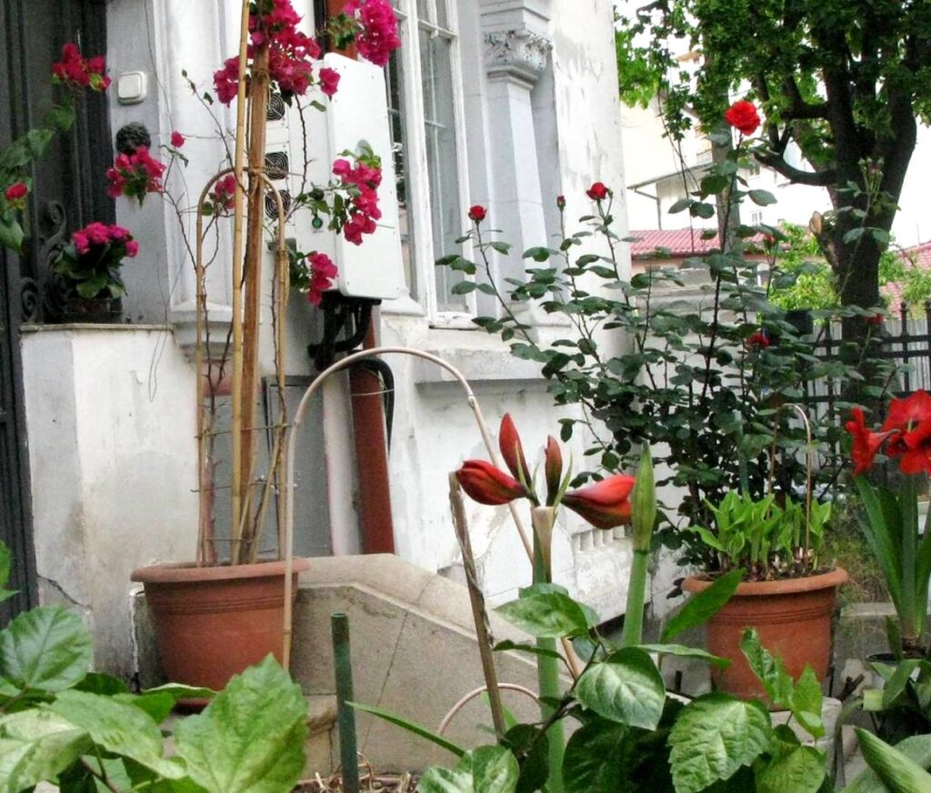 În Săptămâna Mare şi de Sărbătorile pascale o bună idee să împodobeşti casa cu flori în nuanţe de roşu,